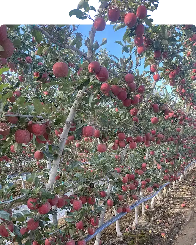 A row of trellised apple trees heavy with red fruit under a blue sky
