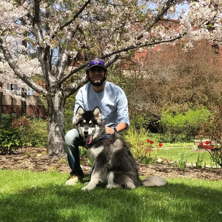 A man kneeling beside a large husky dog beneath a blossoming tree